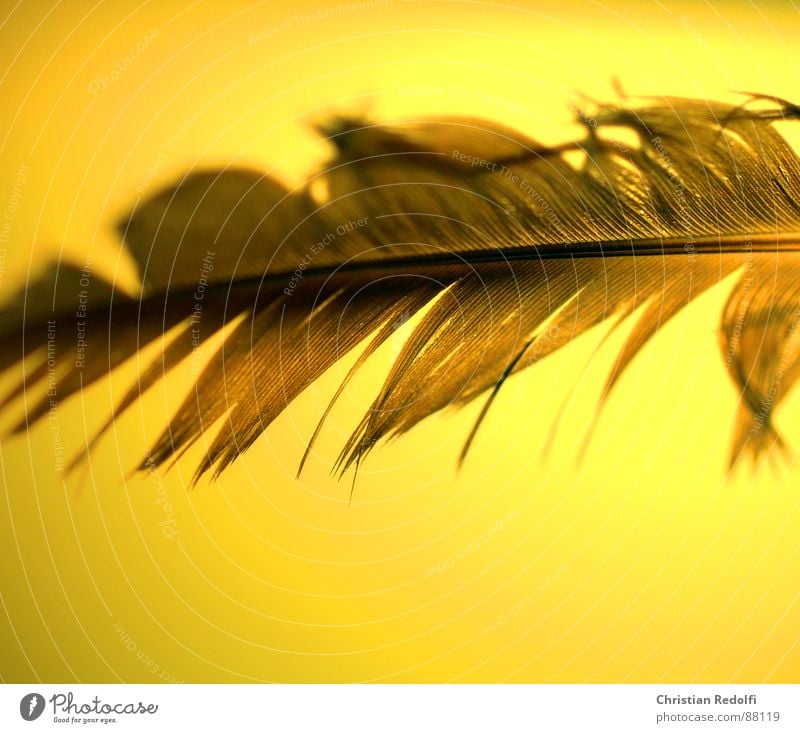 feather Feather Yellow Delicate Ease Hover Furrow Brown Broken Bird Disk