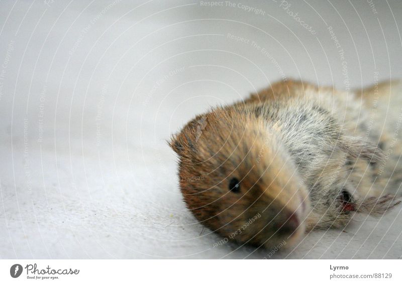 End of grief Animal Pelt Mouse To feed Grief Death Rodent Mammal from Sacrifice Colour photo Interior shot Close-up Deserted Isolated Image Neutral Background