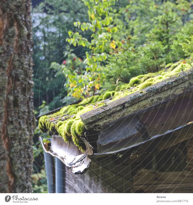 Moss warms Nature Plant Weather Garden Forest Hut Facade Roof Eaves Wood Rust Growth Living or residing Old Simple Uniqueness Wet Natural Warmth Brown Gold