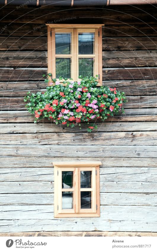 windows House (Residential Structure) Decoration Flower Austria Federal State of Tyrol Village Deserted Hut Wooden house Mountain pasture Facade Window