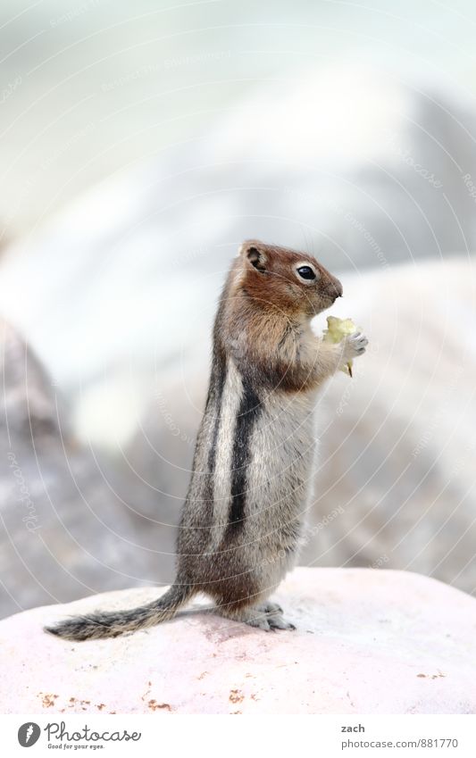 poser Animal Wild animal Animal face Pelt Paw Eastern American Chipmunk Squirrel Rodent Stripe Tails 1 Stone To feed Feeding Stand Cute Brown Gray Comical