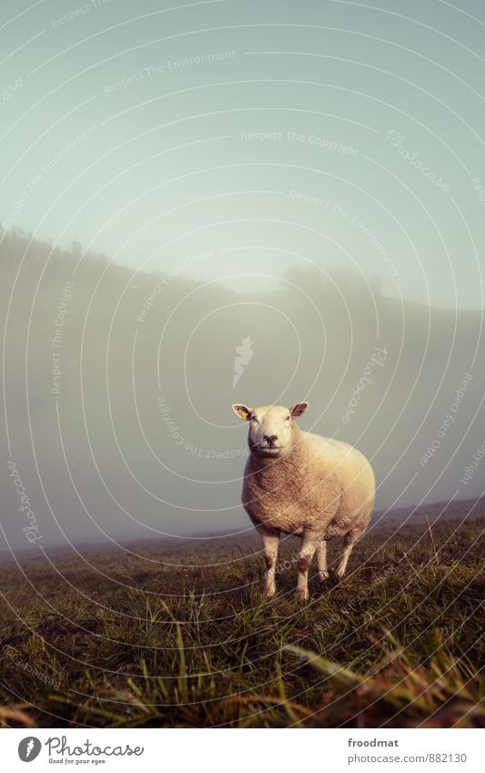 sheep's cheese Environment Nature Landscape Weather Bad weather Fog Meadow Hill Animal Farm animal Animal face 1 Observe Looking Stand Cold Cuddly Curiosity