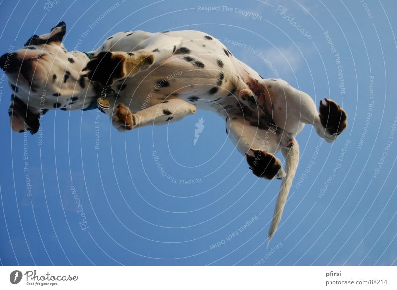Dog from below - 1 Dalmatian Pet Under White Black Mammal Point Sky Blue Stomach