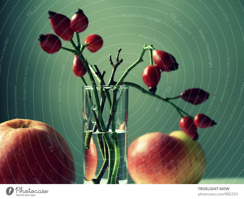 Autumn light 1 Art still life Nature Bushes Agricultural crop Wild plant Rose hip twigs Apple fruit Harvest Garden Field Glass Vase Water Esthetic Dark Elegant