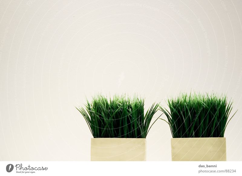 gras² - space is luxury! Grass Blade of grass Isolated Image Bright background Copy Space top Tuft of grass Copy Space left Flowerpot Minimalistic