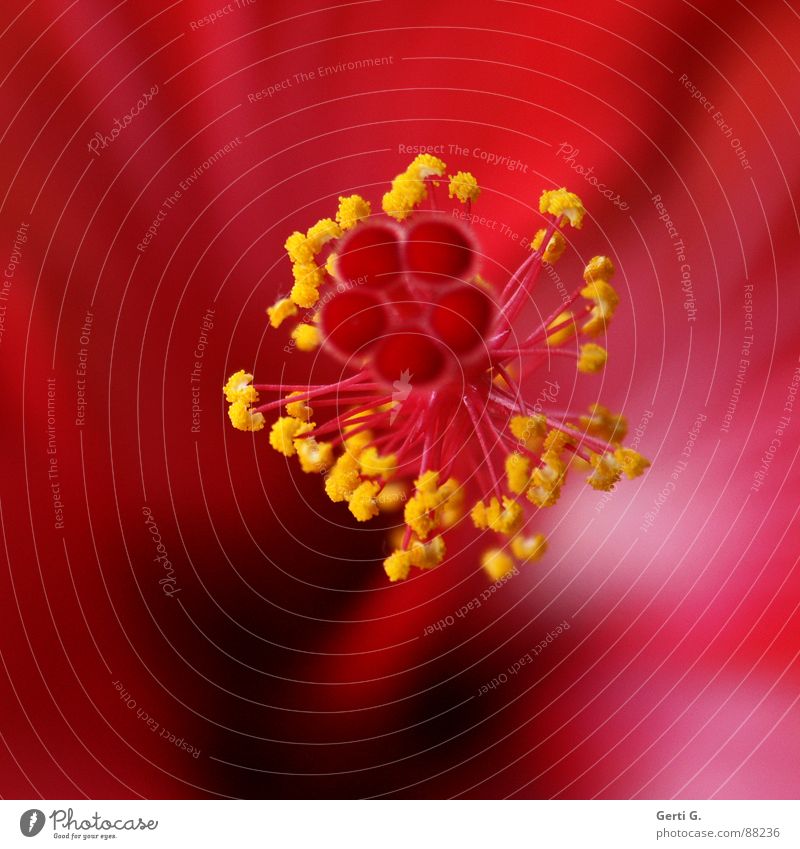 KUSShibis Hibiscus Flower Blossom Macro (Extreme close-up) Pistil Mallow plants Red Yellow Dust Delicate Depth of field Cilia Fine Pearl Diminutive Pollen Stalk