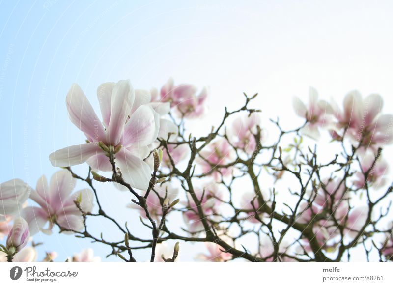 Magnolia tree no.1 Magnolia plants Tree Blossom White Spring Spring day Beautiful Sky Branch roamante