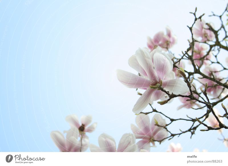 Magnolia Tree No.2 Magnolia plants Magnolia tree Blossom White Spring Spring day Beautiful Sky Branch roamante