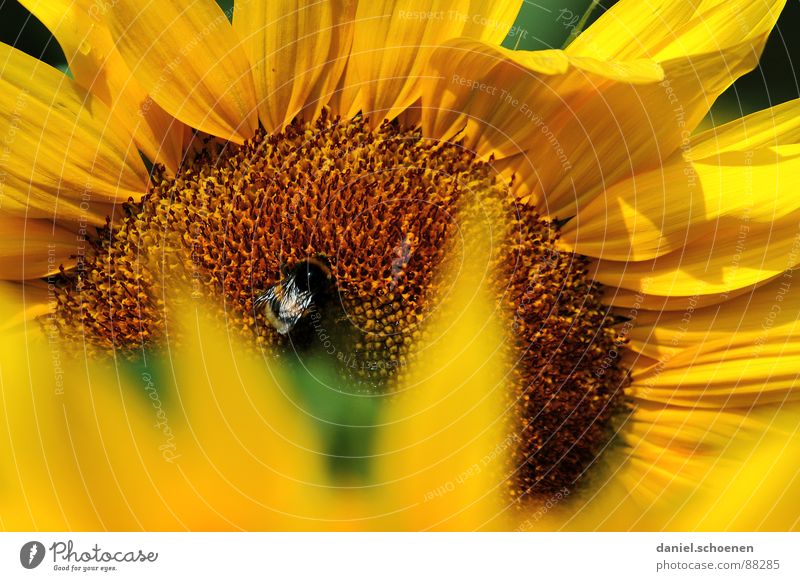 sunny yellow Stamen Sunflower Yellow Summer Spring Ecological Blossom Plant Blossom leave Bee Honey Brown Nectar Blue sky Warmth Nature Pollen Detail