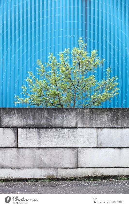 The wall must be removed Environment Nature Tree Industrial plant Factory Building Wall (barrier) Wall (building) Street Lanes & trails Growth Small Gloomy Blue