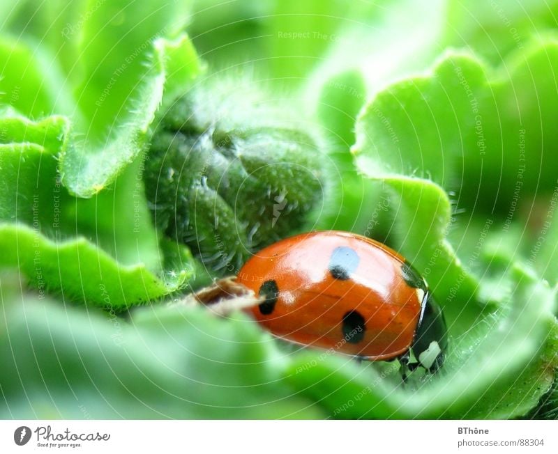 Marientarzan in the leaf jungle Ladybird Bow Seven-spot ladybird Red Green Discover Goblin Farm animal Insect Hope ladybug ladybeetle Beetle Happy lucky
