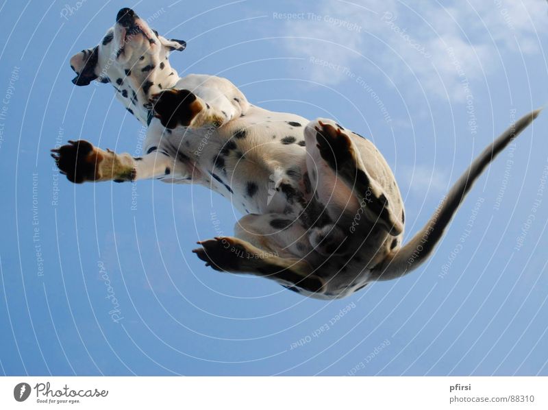 Dog from below - 2 Dalmatian Spotted Dappled Worm's-eye view Pane Pet Mammal Point Patch enzo Flying woof