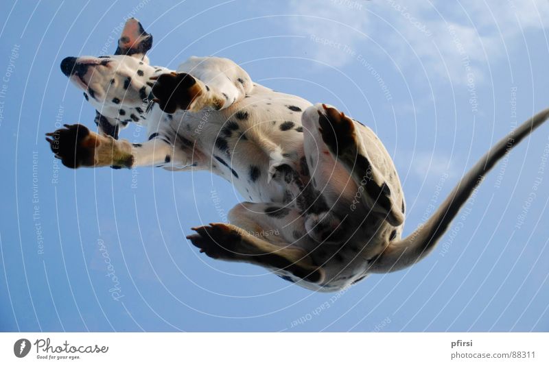Dog from below - 3 Dalmatian Spotted Dappled Worm's-eye view Pane Pet Mammal Point Patch enzo Flying woof