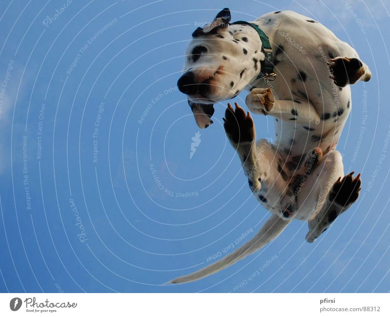 Dog from below - 4 Dalmatian Spotted Dappled Worm's-eye view Pane Pet Mammal Point Patch enzo Flying woof