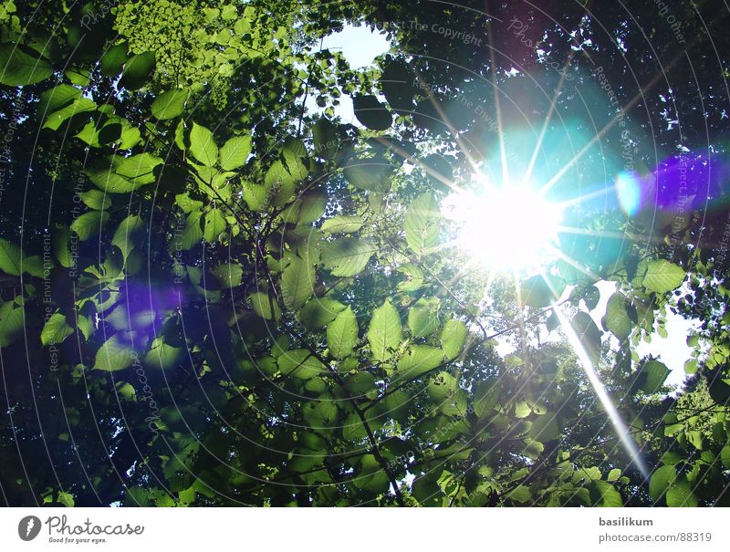 sunstrals Forest Sunbeam Leaf Green Spring Summer Celestial bodies and the universe Lighting Bright Reflection Warmth