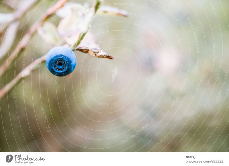 hoibeeri Nature Autumn Plant Bushes Wild plant Blueberry Berries Sphere Simple Good Natural Sweet Individual 1 Colour photo Multicoloured Exterior shot Close-up