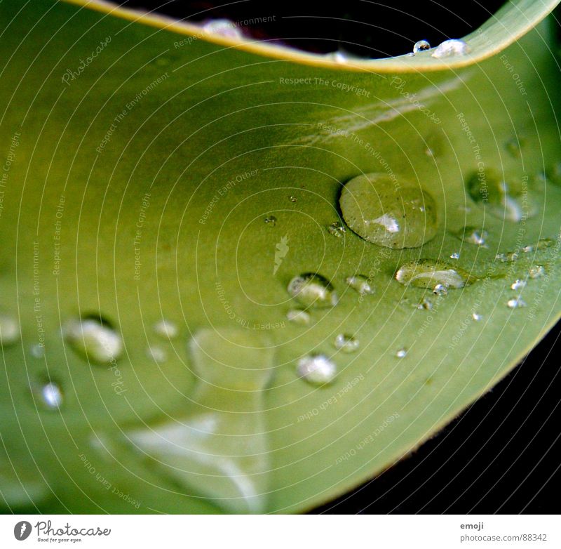 drops Plant Glittering Drops of water Square Contrast Blur Black Round Part of the plant Water Macro (Extreme close-up) Rain Near Close-up reflection points