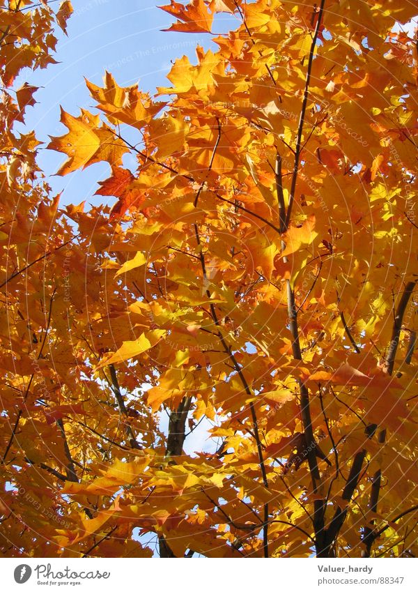 autumn lights Tree Autumn Indian Summer Multicoloured Back-light Maple tree Nature Bright Colours