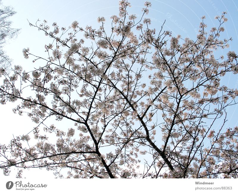 Cherry Blossom I Tree Bielefeld Flower Spring Plant Pink Jump Sky Branch Bud Nature Twig
