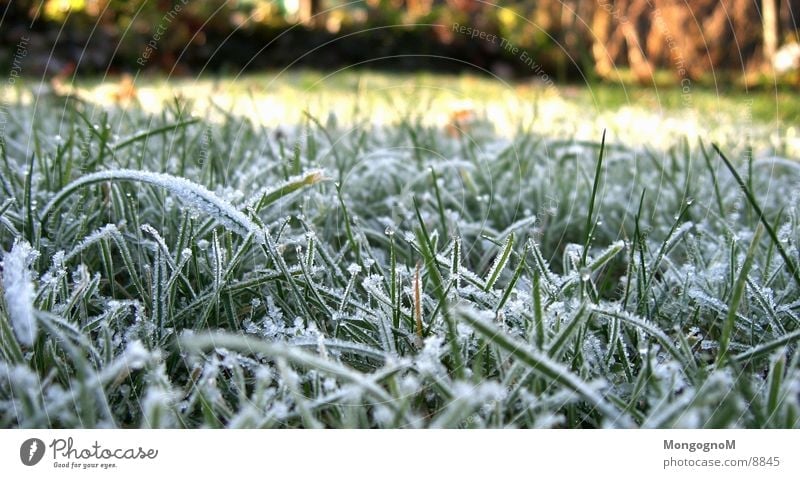 hoarfrost nr.2 Grass Green Cold Winter Autumn Blade of grass Meadow penitent Frost Ice Lawn