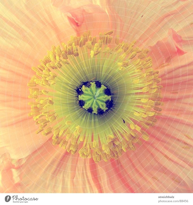 flower power Flower Hope Poppy Blossom Macro (Extreme close-up) Abstract Pink Yellow Optimism Pistil Pollen Close-up Joy Happy