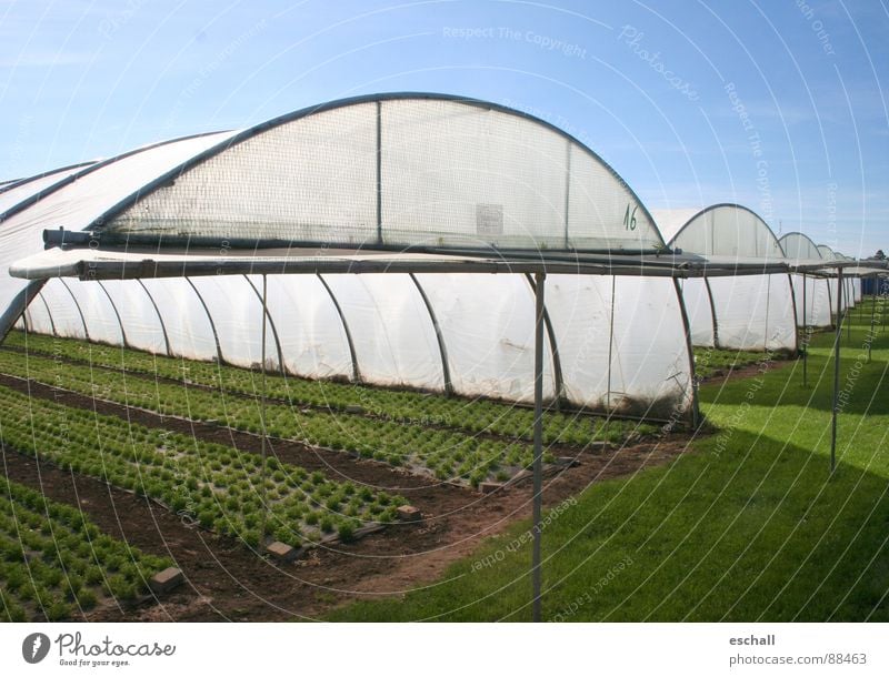 windup Colour photo Exterior shot Copy Space right Wide angle Gardening Agriculture Forestry Plant Agricultural crop Field Blue Green Market garden Gardener
