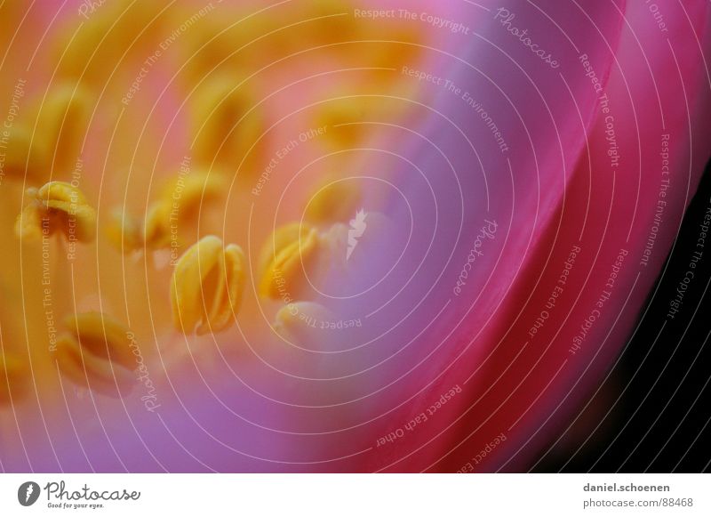 yellowish- pink Blossom Yellow Pink Lilac Magenta Background picture Flower Spring Detail Macro (Extreme close-up) Colour camellia