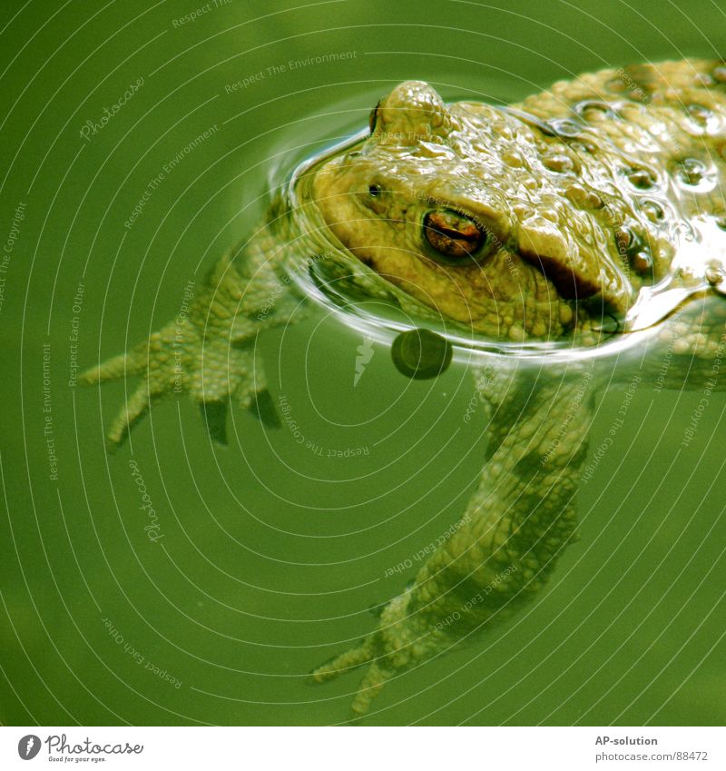 Quack! Lake Pond Body of water Frogs Amphibian Gill Lung Tadpole Green Frog's legs Frog Prince Fairy tale Underwater photo Dive Animal Living thing Fishpond