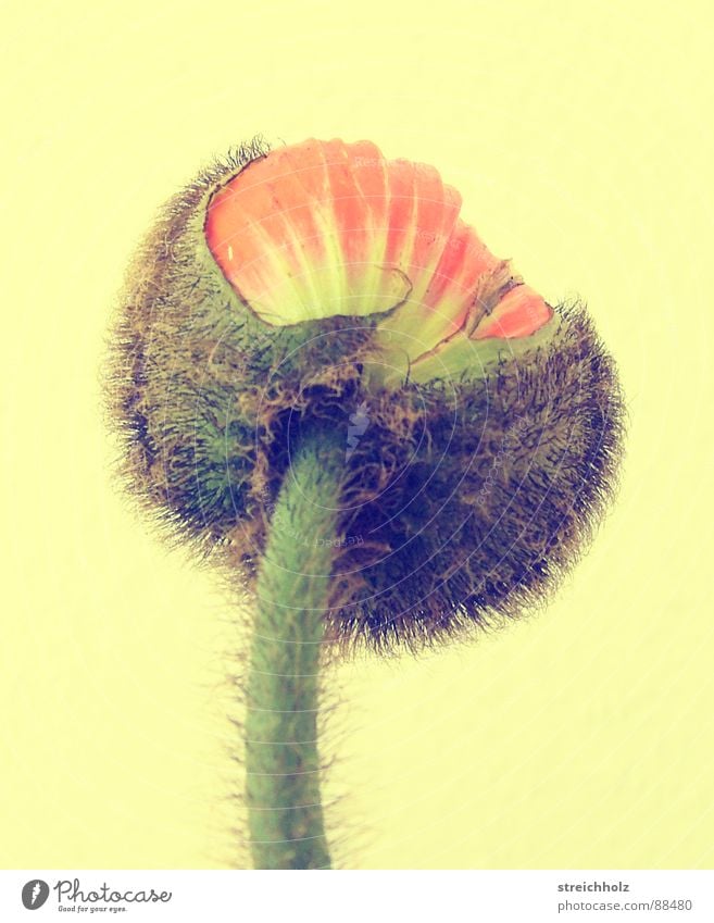 Flower Power II Hope Poppy Blossom Macro (Extreme close-up) Abstract Pink Yellow Optimism Blossoming Maturing time Growth Pistil Pollen Close-up Joy Happy Bud