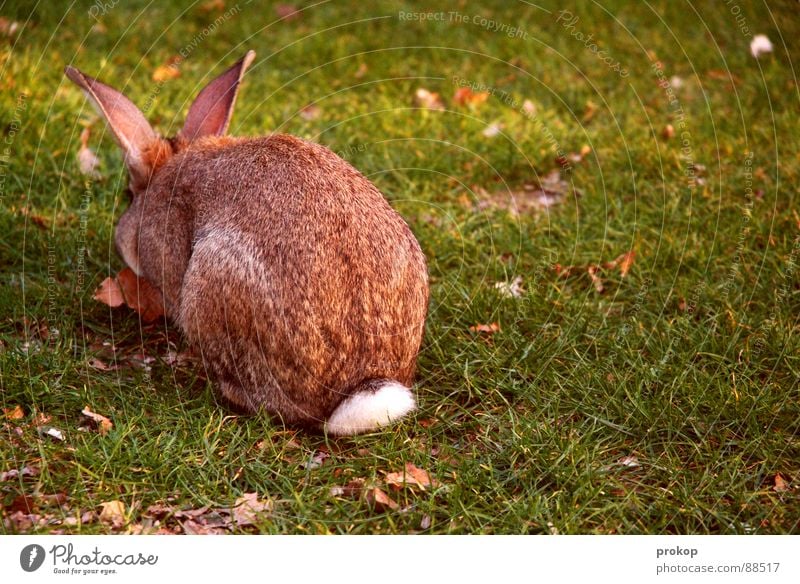 I'll have a go at Easter. Hare & Rabbit & Bunny Jellied meat Easter egg Meadow Tuft Pelt Animal Rodent Jump Protest Demonstration To feed Delicious