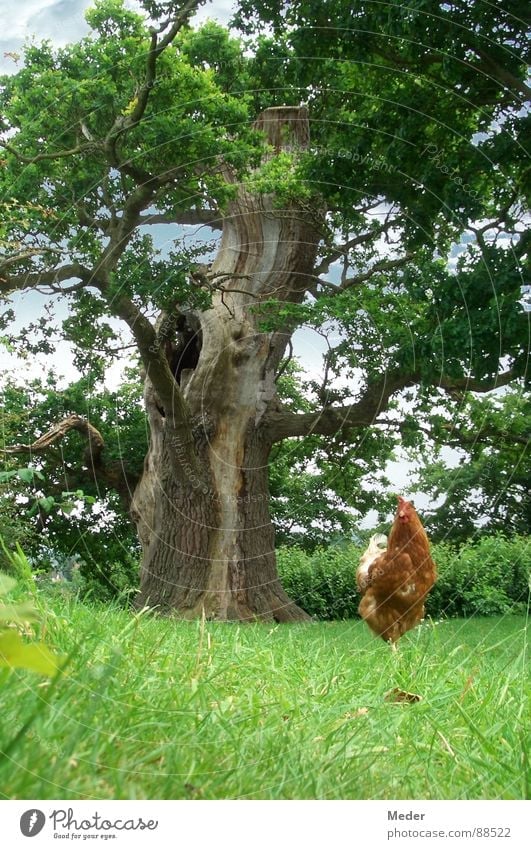 Pick chicken grains?! Barn fowl Rooster Swagger Poultry Brown Easter egg Tree Leaf Headstrong Meadow Juicy Grass Green Relaxation Calm Worm's-eye view