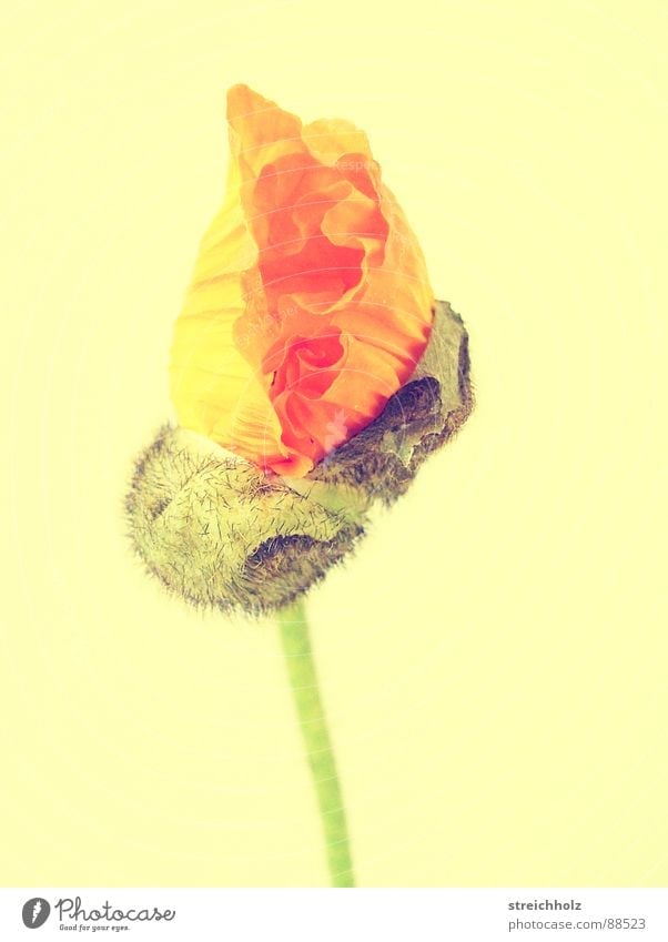 Flower Power V Hope Poppy Blossom Macro (Extreme close-up) Abstract Pink Yellow Optimism Blossoming Maturing time Growth Pistil Pollen Close-up Joy Happy Bud