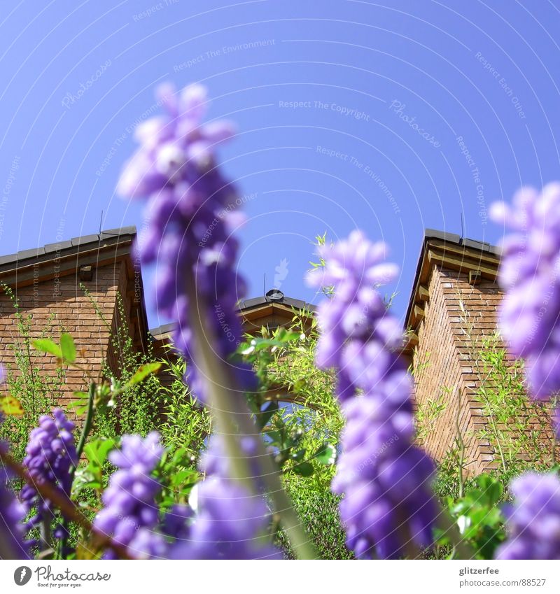 flowery view of neighbor's house Muscari Flower Plant Bulb flowers Violet Green House (Residential Structure) Brick Brown Roof Gable Neighbor