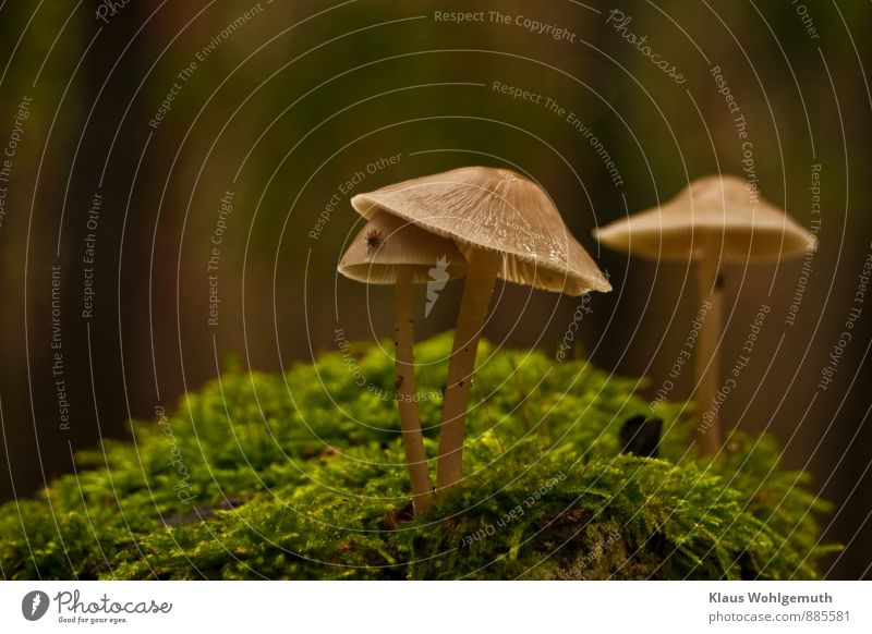 sheltered Environment Nature Plant Moss Mushroom Mushroom cap Gill fungi Lamella Forest Animal Tick 1 Brown Gray Green Colour photo Exterior shot Close-up