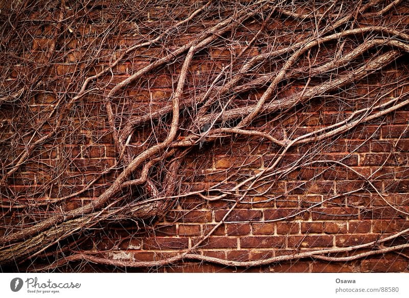 intrigue Wall (barrier) Wall (building) Tendril Green facade Ivy Winter Diagonal Maturing time Natural growth Plant Brick Might Vine knotweed