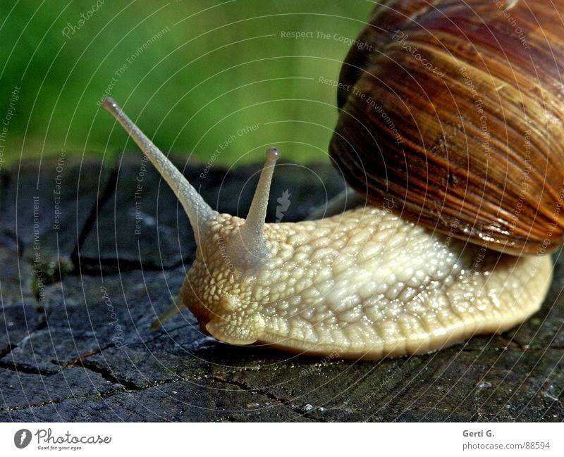 bootlicker Vineyard snail Large garden snail shell Snail shell Feeler Mucus Green Crawl Slow motion Wood Wood backing Tree stump Air-breathing land snail Hybrid