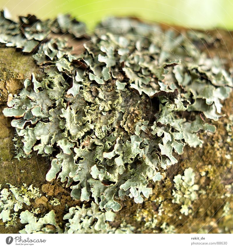 I get the scabies Tree trunk Gray Green Remainder Macro (Extreme close-up) Close-up Transience Barn Lichen Branch Putrefy Old