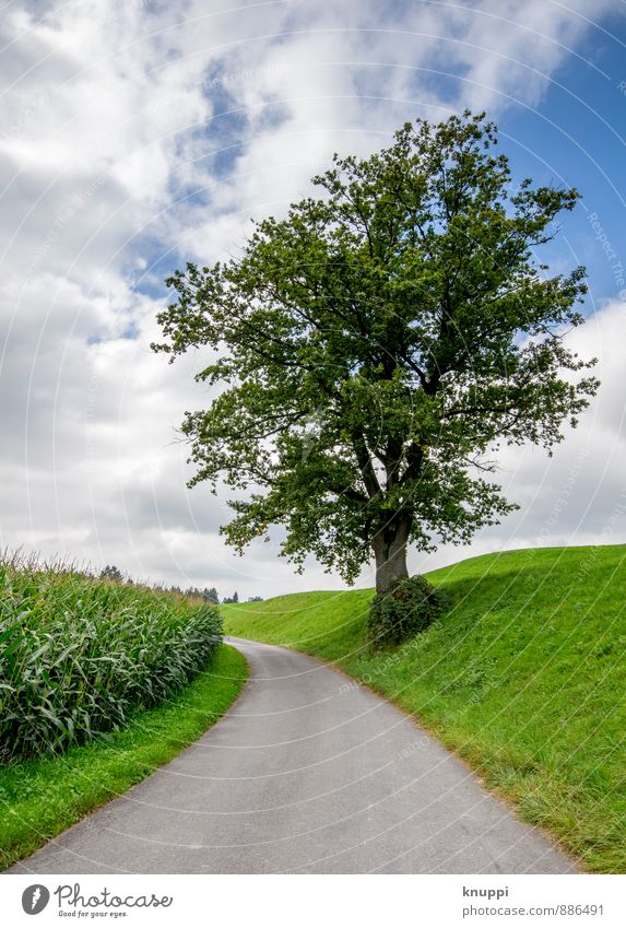 marginal Environment Nature Landscape Sky Clouds Sunlight Summer Climate change Beautiful weather Rain Plant Tree Grass Leaf Agricultural crop Wild plant Field