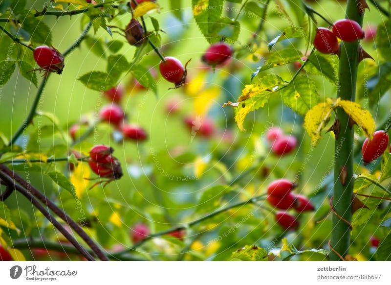 rose hips Garden Mysterious Garden plot Nature Flower Plant Rose Wild rose Fruit Rose hip Healthy Healthy Eating Health care Tea Tea plants Medicinal plant