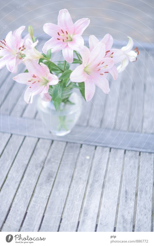 lilium Flower Bouquet Lily Esthetic Beautiful Gray Green Pink Romance Idyll Living or residing Gift Souvenir Flower vase Table Pallid Pistil Stamen Delicate