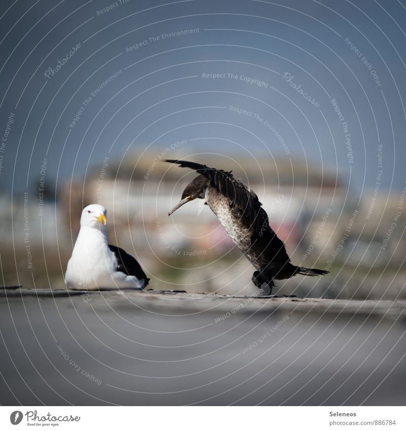 Attack! Vacation & Travel Tourism Adventure Environment Nature Cloudless sky Harbour Animal Wild animal Bird Seagull Gull birds Cormorant 2 Relaxation Dance