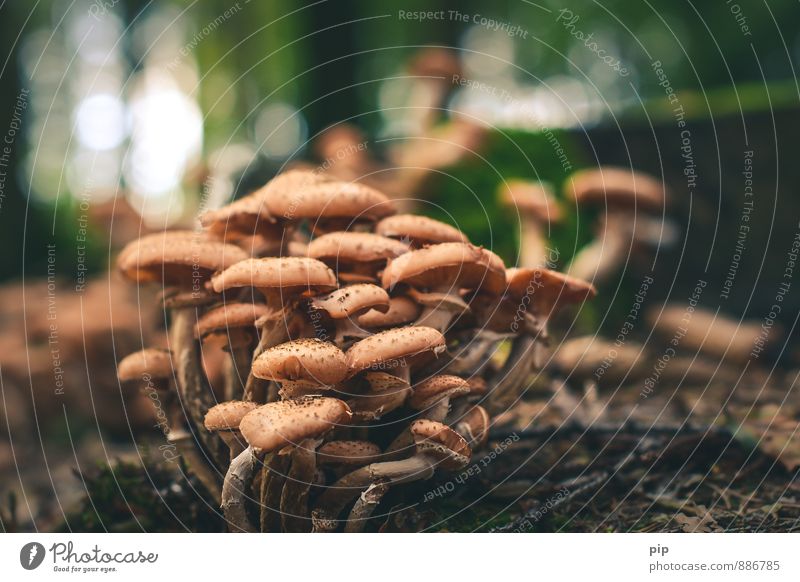 family ties Nature Summer Autumn Forest Brown Together Attachment Mushroom Multiple Honey fungus Many humus Blur Healthy Eating Edible Delicious Search