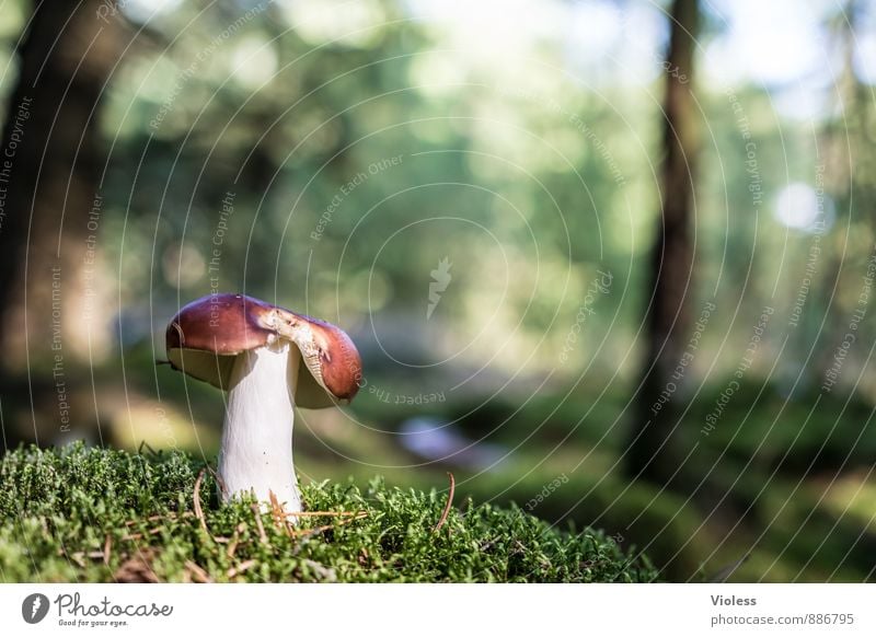 Forest Life VI Nature Landscape Plant Moss Woodground Mushroom Mushroom cap Deserted Copy Space left Shallow depth of field Blur Detail