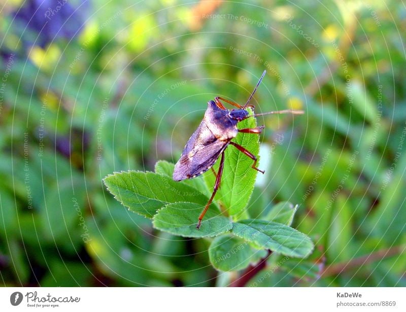 "Bug" Bushes Calm Macro (Extreme close-up) Transport Beetle