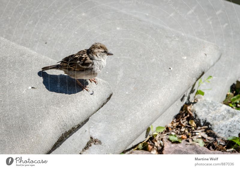 hop down Animal Lijepaja Latvia Europe Stairs Wild animal Bird Sparrow Passerine bird 1 Brave Nature Subdued colour Exterior shot Deserted Neutral Background