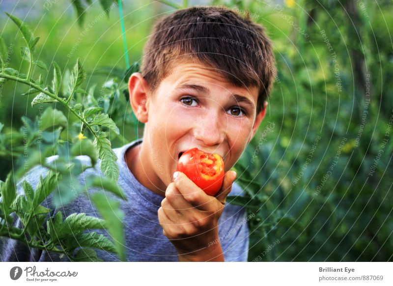 Happy boy bites the tomato Food Vegetable fruit Eating Organic produce Vegetarian diet Healthy Eating Agriculture Forestry Human being Masculine Child