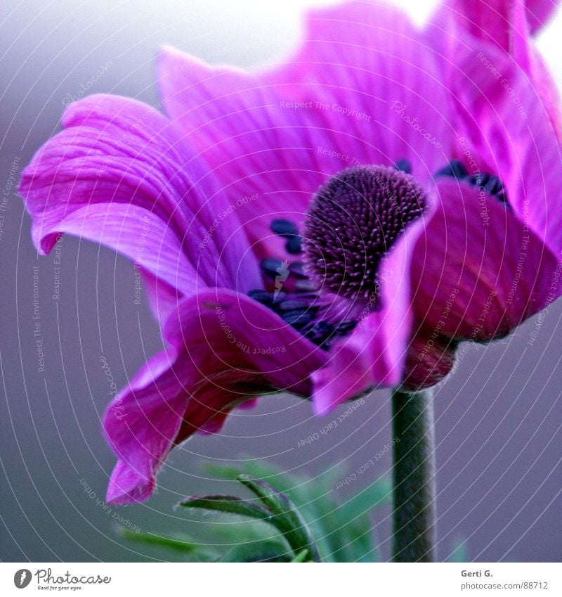 AnyMoney ² Multicoloured Beautiful Poppy anenome Anemone Crowfoot plants Plant Medicinal plant Green Violet Pink Blossom Pistil Flower Blossoming Elegant