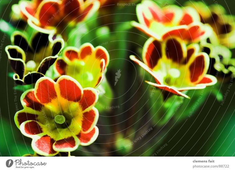 primroses Green Red Flower Plant Flowerpot Multicoloured Pattern Primrose Macro (Extreme close-up) Structures and shapes Colour