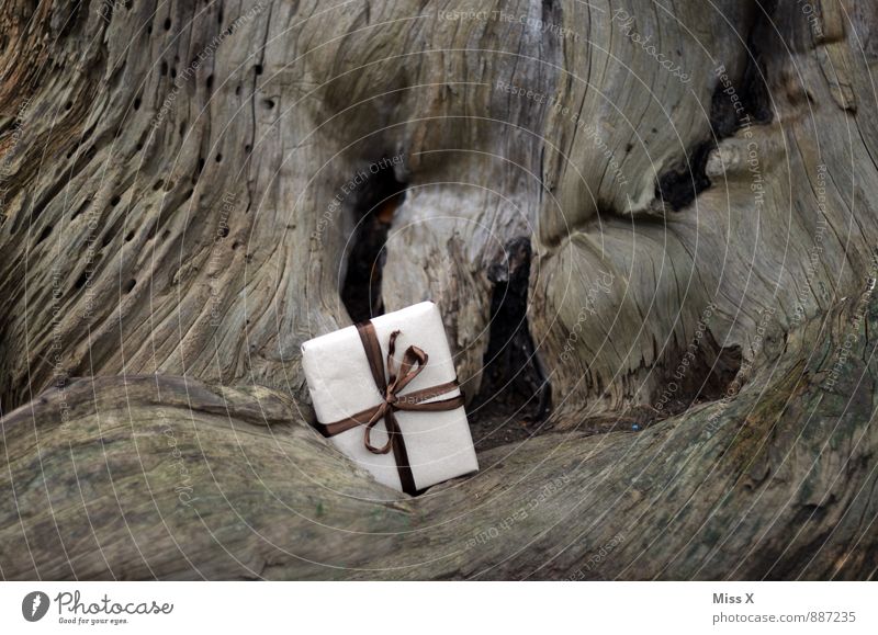 filing Birthday Tree Packaging Package Bow Wait Gift Delivery Donate Forget Hide Wood Burl wood Root Colour photo Subdued colour Exterior shot