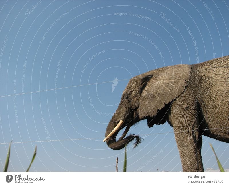 * * K N U T * * * Indian elephant Partially visible Section of image Bright background Isolated Image Elefantears Trunk Tire tread Animal portrait Animal face